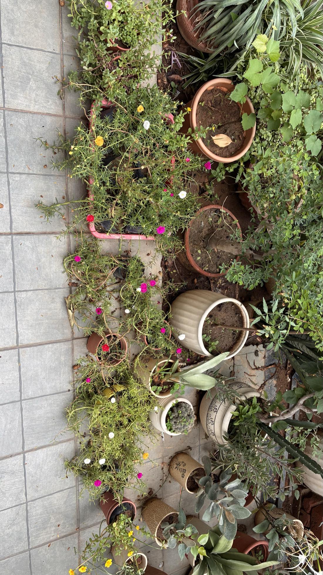 Top-down view of moss rose flats blooming magenta, red, white, and yellow among terracotta pots