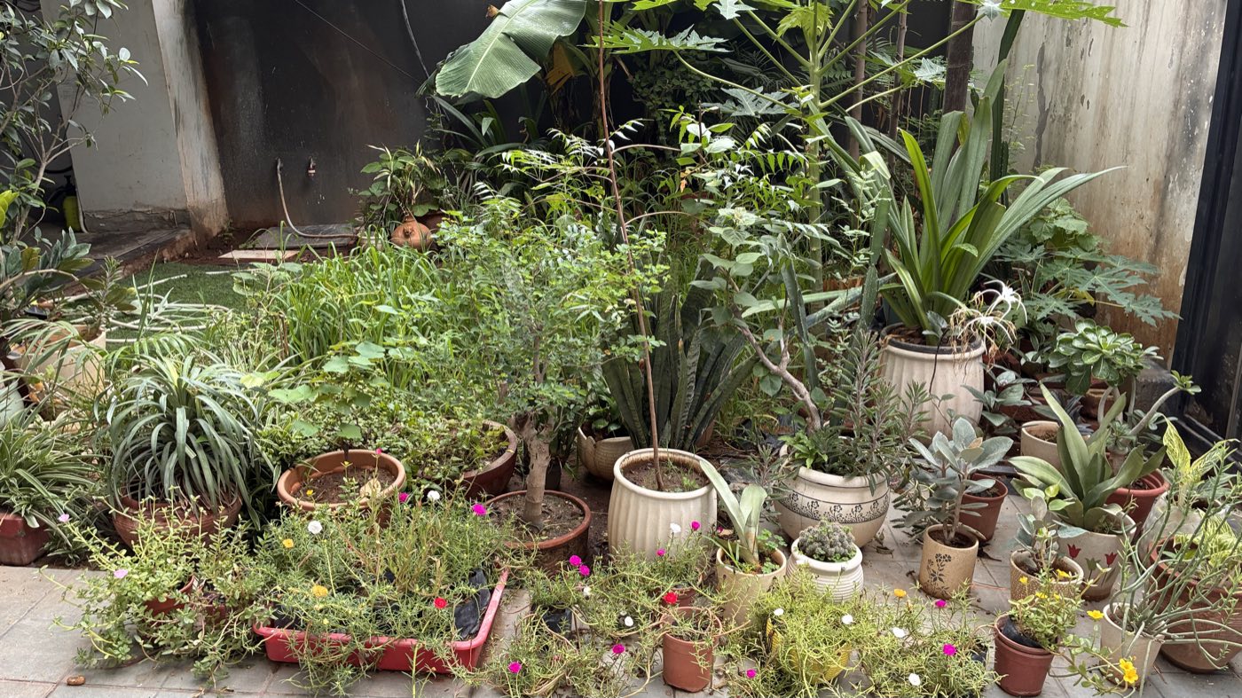 Courtyard path lined with trailing moss rose in bloom and rows of terracotta and ceramic pots on tiled paving