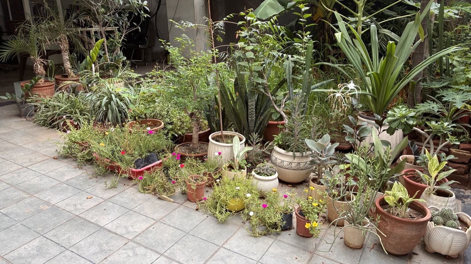 Home nursery courtyard with dozens of potted plants on stone paving and banana and papaya foliage behind