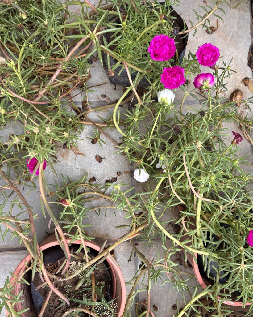 Double magenta moss rose blooms
