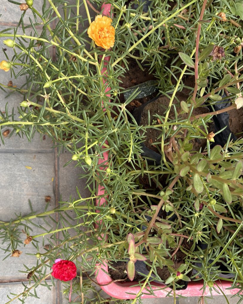 Double marigold-orange moss rose bloom beside a crimson bloom in needle-green foliage