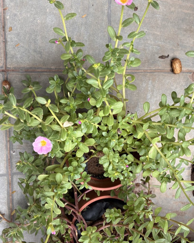Single soft-pink moss rose bloom with a golden center on trailing jade-green stems