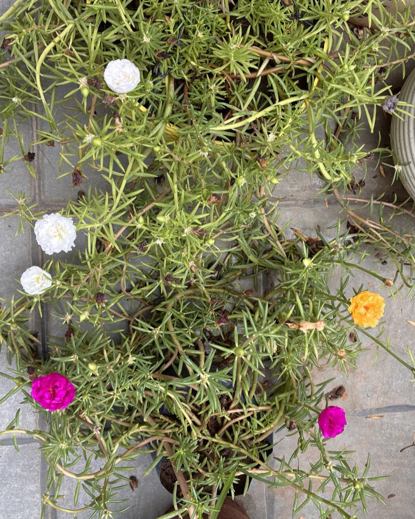 White pom-pom moss rose blooms among needle-fine foliage