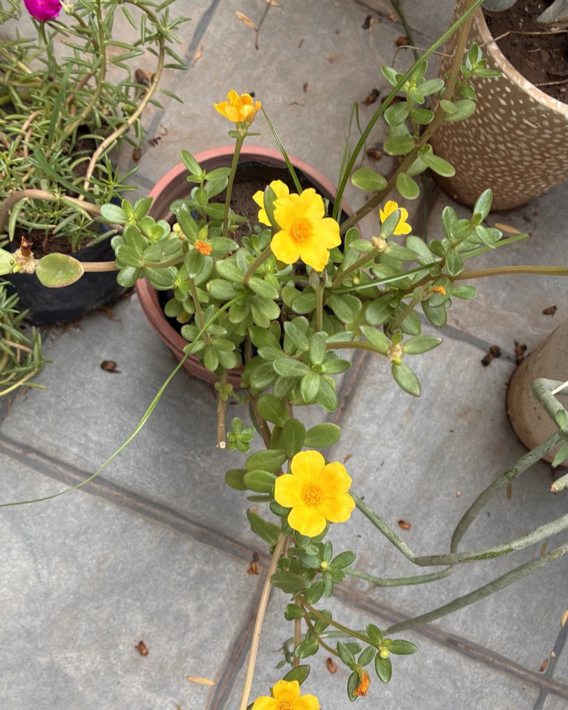 Golden-yellow moss rose blooms with orange centers in a terracotta pot